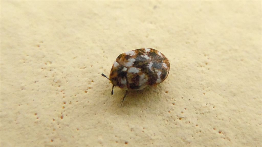 Anthrenus verbasci?